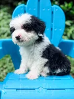 Slinky - Mini Sheepadoodle, a male Sheepadoodle for sale in Temple, GA – 2 of 9