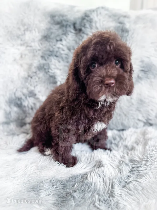 Eddie – Cockapoo puppy for sale in Temple, GA