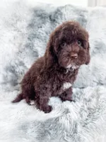 Eddie, a male Cockapoo for sale in Temple, GA – 1 of 8