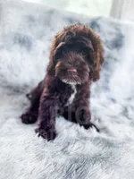 Russ, a male Cockapoo for sale in Temple, GA – 3 of 6