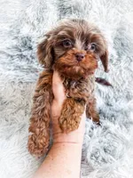 Primo, a male Cavapoo for sale in Temple, GA – 5 of 10
