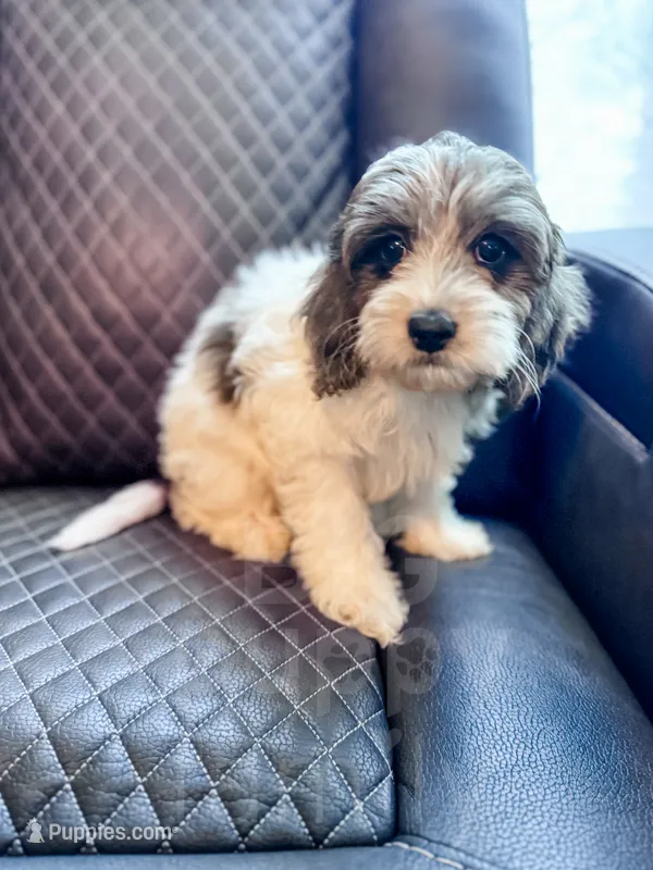 Manchester – Cavapoo puppy for sale in Temple, GA