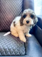Manchester, a male Cavapoo for sale in Temple, GA – 1 of 10