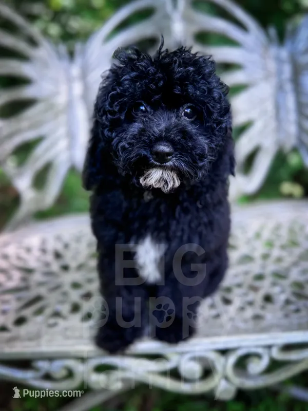 Amsterdam  – Cavapoo puppy for sale in Temple, GA