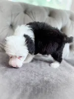Bubbles, a female Sheepadoodle for sale in Temple, GA – 3 of 4