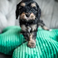 Olive Oil, a female Cavapoo for sale in Temple, GA – Photo 2 of 5