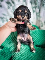 Olive Oil, a female Cavapoo for sale in Temple, GA – Photo 2 of 4