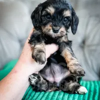 Olive Oil, a female Cavapoo for sale in Temple, GA – Photo 5 of 5