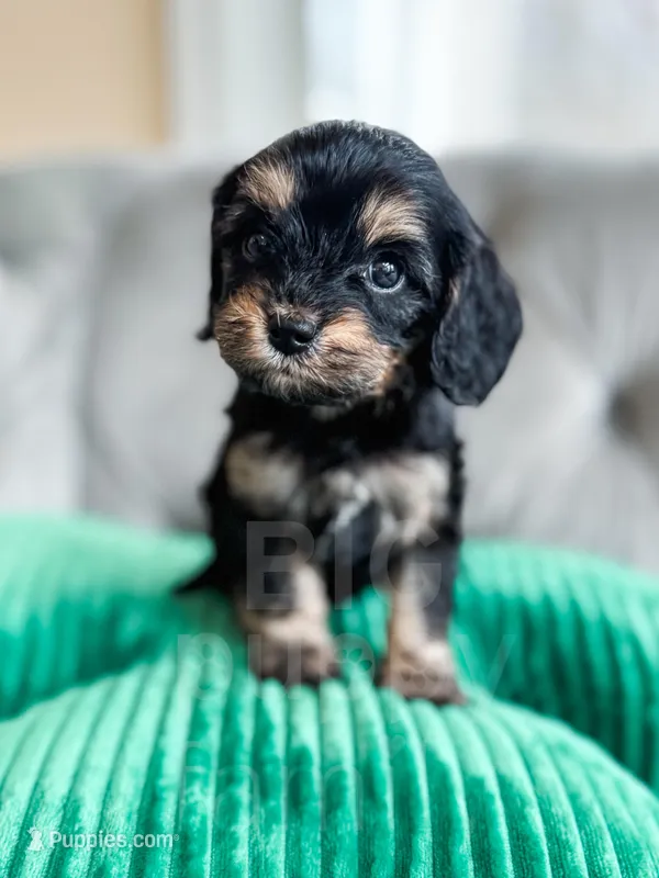 Olive Oil – Cavapoo puppy on hold in Temple, GA