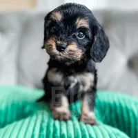 Olive Oil, a female Cavapoo for sale in Temple, GA – Photo 1 of 5