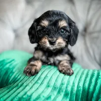 Olive Oil, a female Cavapoo for sale in Temple, GA – Photo 4 of 5