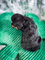 Olive Oil, a female Cavapoo for sale in Temple, GA – Photo 4 of 4