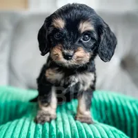 Olive Oil, a female Cavapoo for sale in Temple, GA – Photo 3 of 5