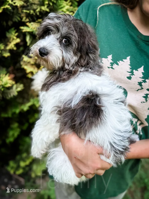 Manchester – Cavapoo puppy for sale in Temple, GA