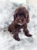 Eddie, a male Cockapoo for sale in Temple, GA – 5 of 8