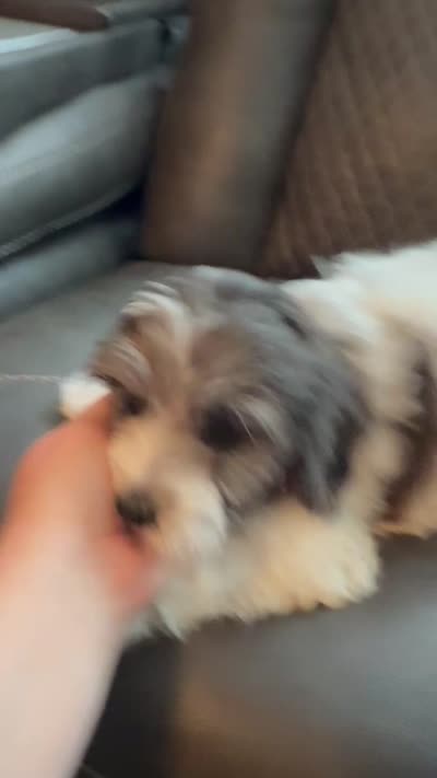 Manchester, a male Cavapoo for sale in Temple, GA – 5 of 10