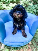Chester, a male Cavapoo for sale in Temple, GA – 3 of 10