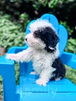Slinky - Mini Sheepadoodle, a male Sheepadoodle for sale in Temple, GA – 3 of 9