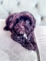Brownie , a female Havapoo for sale in Temple, GA – 3 of 10