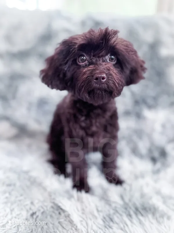 Canary – Cavapoo puppy for sale in Temple, GA