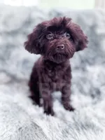 Canary, a female Cavapoo for sale in Temple, GA – 1 of 8