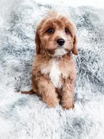 Scott, a male Cavapoo for sale in Temple, GA – 1 of 8