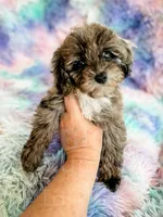 Stormy , a female Cockapoo for sale in Temple, GA – Photo 4 of 7