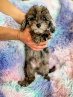 Stormy , a female Cockapoo for sale in Temple, GA – Photo 3 of 7