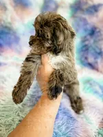 Stormy , a female Cockapoo for sale in Temple, GA – Photo 6 of 7