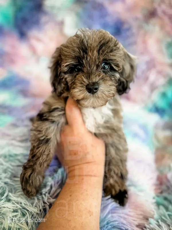 Stormy , a female Cockapoo for sale in Temple, GA – Photo 1 of 7