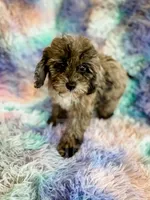 Stormy , a female Cockapoo for sale in Temple, GA – Photo 2 of 7