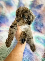 Stormy , a female Cockapoo for sale in Temple, GA – Photo 5 of 7