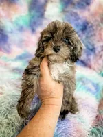 Stormy , a female Cockapoo for sale in Temple, GA – Photo 7 of 7