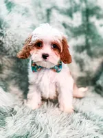 Aspen , a male Cavapoo for sale in Temple, GA – Photo 1 of 6