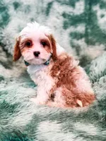 Aspen , a male Cavapoo for sale in Temple, GA – Photo 4 of 6