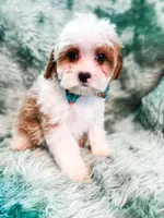 Aspen , a male Cavapoo for sale in Temple, GA – Photo 5 of 6