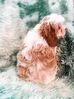 Aspen , a male Cavapoo for sale in Temple, GA – Photo 3 of 6