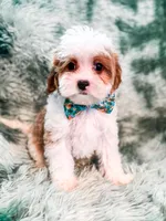 Aspen , a male Cavapoo for sale in Temple, GA – Photo 2 of 6