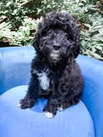 Lichinga, a female Cavapoo for sale in Temple, GA – 2 of 9