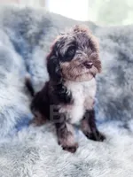 Monty , a male Cockapoo for sale in Temple, GA – 5 of 6