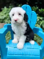 Bubbles, a female Sheepadoodle for sale in Temple, GA – 5 of 9