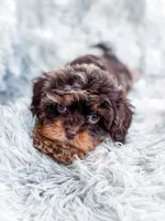 Royal , a male Cavapoo for sale in Temple, GA – 6 of 10