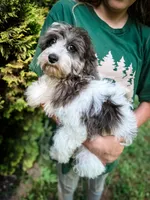 Manchester, a male Cavapoo for sale in Temple, GA – 2 of 10