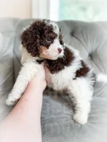 Mudslide, a male Cavapoo for sale in Temple, GA – 3 of 6