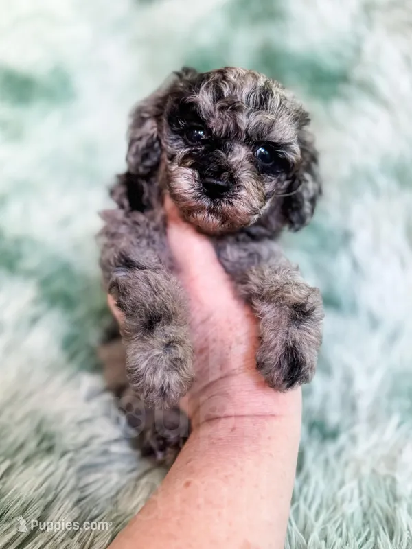 Mozambique – Cavapoo puppy for sale in Temple, GA
