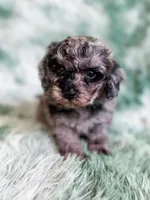 Mozambique, a male Cavapoo for sale in Temple, GA – Photo 2 of 9