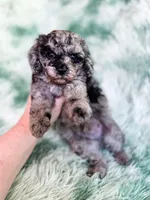 Mozambique, a male Cavapoo for sale in Temple, GA – Photo 6 of 9