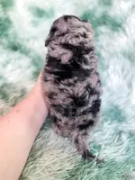 Mozambique, a male Cavapoo for sale in Temple, GA – Photo 8 of 9