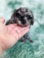 Mozambique, a male Cavapoo for sale in Temple, GA – Photo 3 of 9