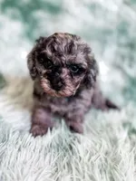 Mozambique, a male Cavapoo for sale in Temple, GA – Photo 4 of 9